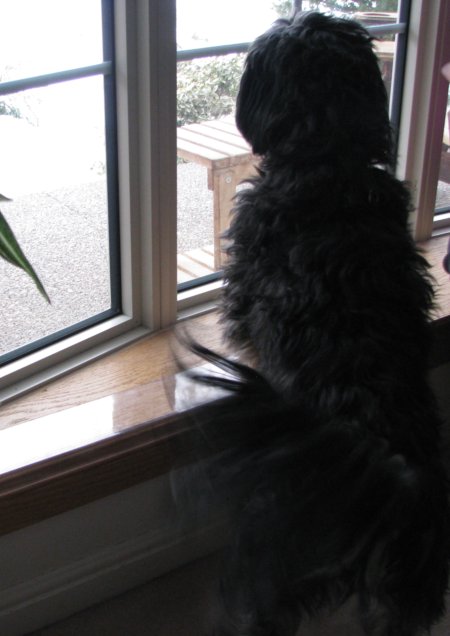 pet proof window sill guard 2